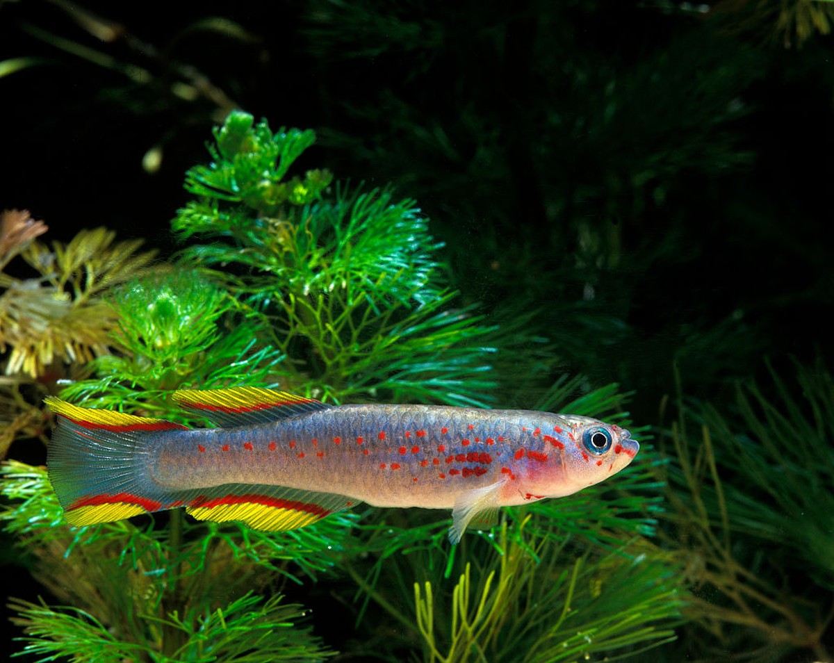 Scientists use CRISPR technology to study African fish that may be key to fighting longevity diseases |  Science and health