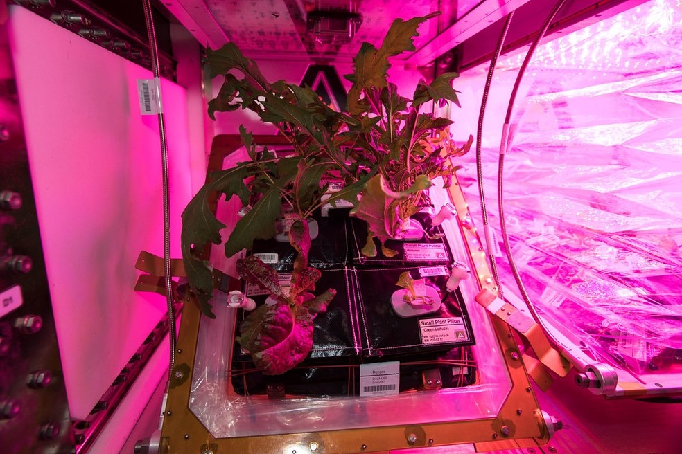 Veggie, a horta espacial da estação que os astronautas usaram para cultivar alguns de seus alimentos — Foto: Flickr