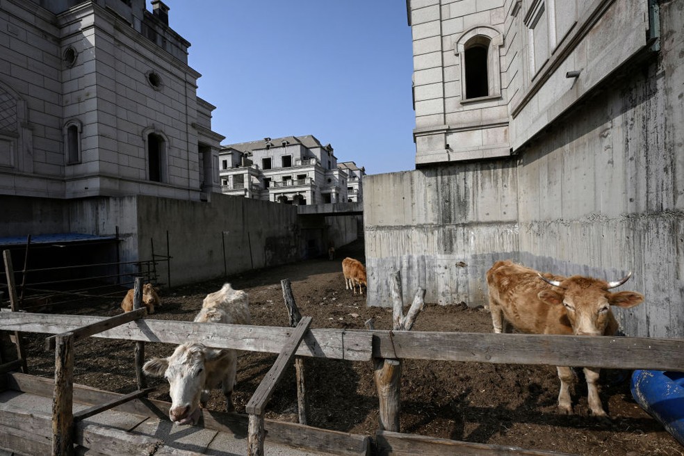 Gado ocupa terrenos vazios em vila de casas de luxo abandonada na China — Foto: Getty Images