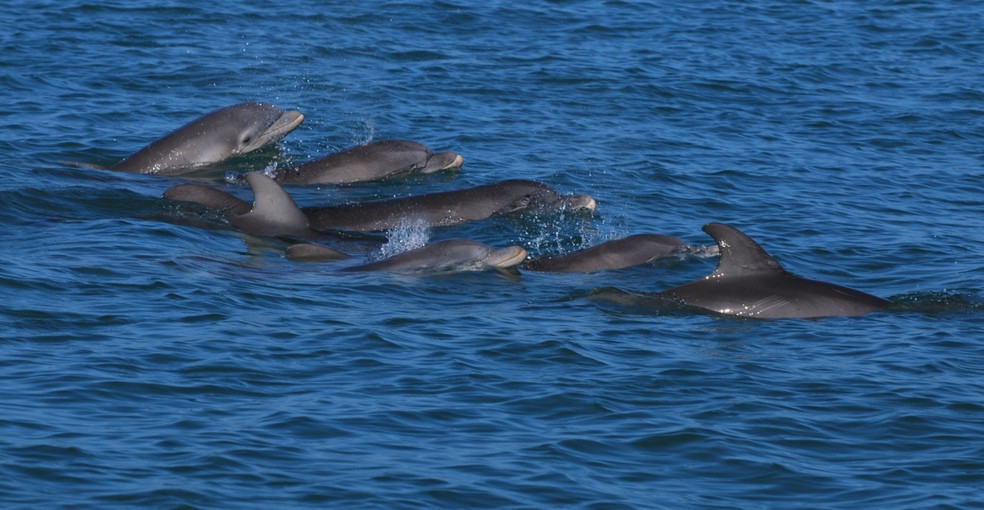 Cientistas ganham prêmio por decifrar assobios dos golfinhos