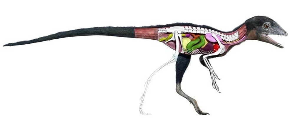 Os órgãos internos do "dinossauro italiano" conhecido como Ciro, um dos espécimes mais bem preservados do mundo, foram reconstruídos em 3D — Foto: Reprodução