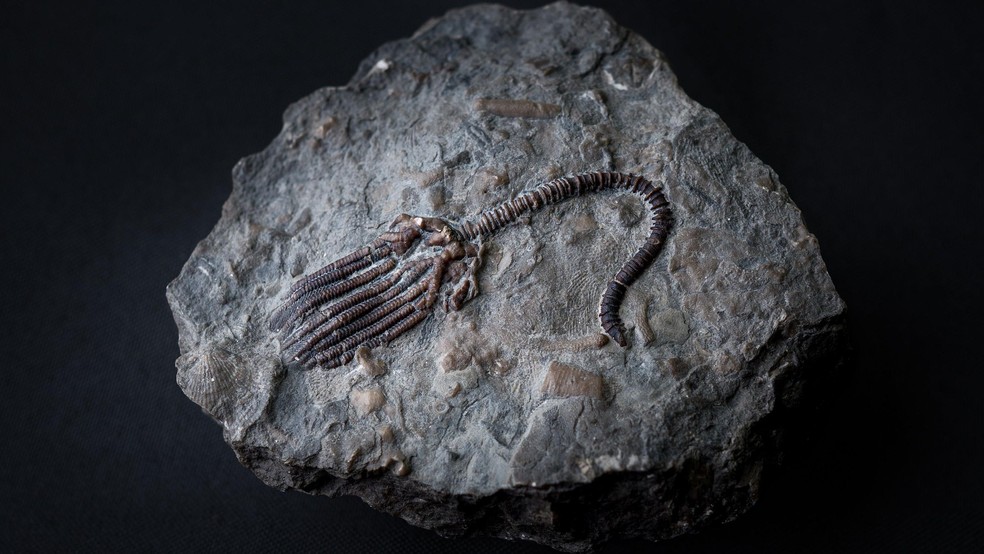 Fósseis completos de crinoides são uma descobertas 'relativamente raras', segundo o Serviço Geológico Britânico — Foto: BBC News fonte