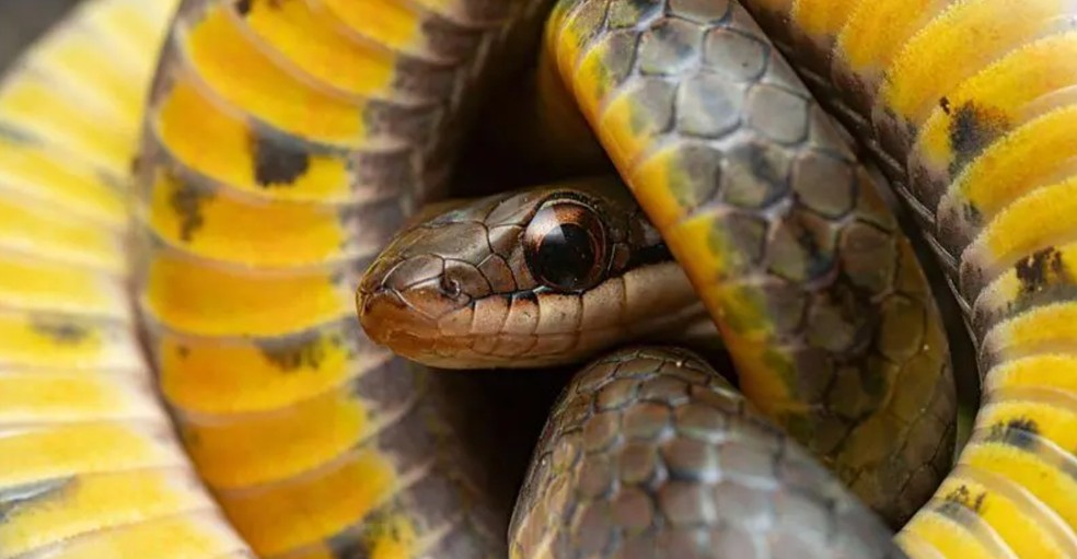 Por que alguns animais conseguem ingerir veneno e enganar a morte — Foto: Alamy/BBC