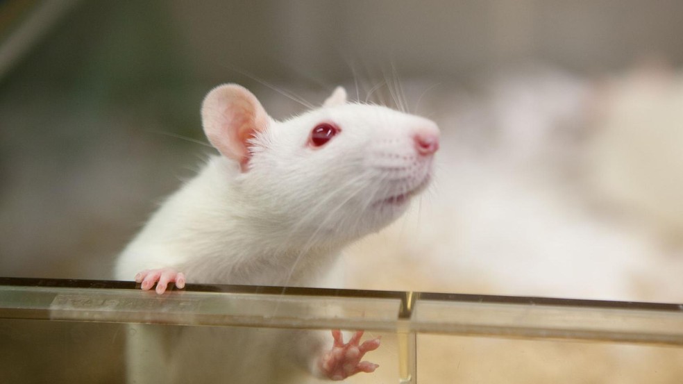 Os circuitos da memória no cérebro foram estudados em ratos de laboratório — Foto: BBC News fonte