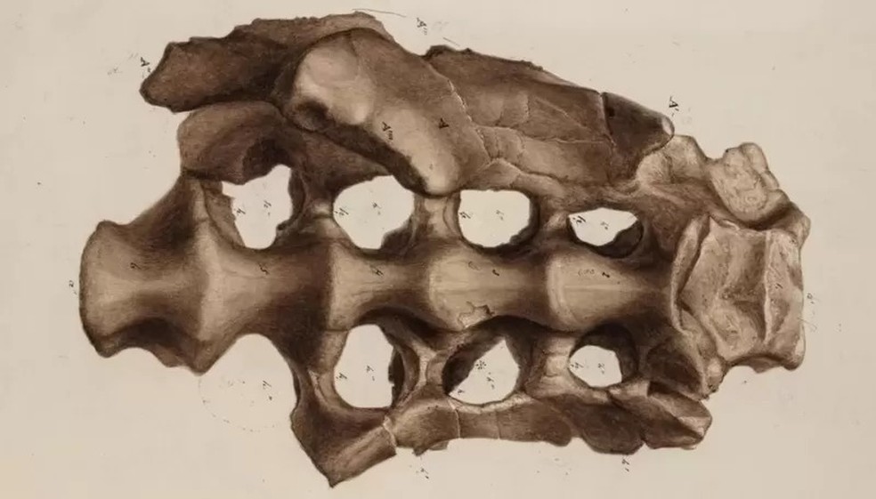 Caçadores de fósseis desenharam suas descobertas de dinossauros e as enviaram a cientistas para estudo — Foto: ROYAL SOCIETY via BBC