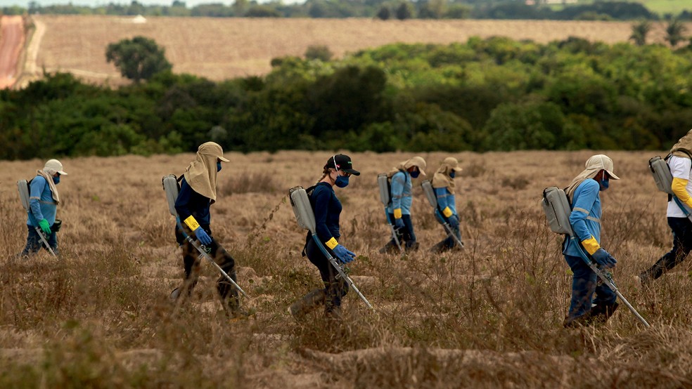 Vai crescer - Os hoje 50 funcionários (com carteira assinada) plantam mudas de árvores nativas intercaladas com outras, de rápido crescimento — Foto: Raimundo Paccó