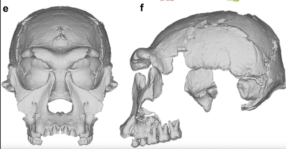 Cientistas reconstruíram digitalmente o rosto de um fóssil de Homo erectus — Foto: M. Rogers