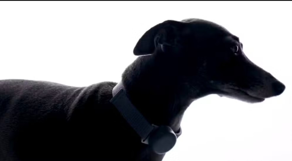 Cotons AI anuncia o Sense 1, uma coleira para pets que monitora a frequência cardíaca — Foto: Divulgação