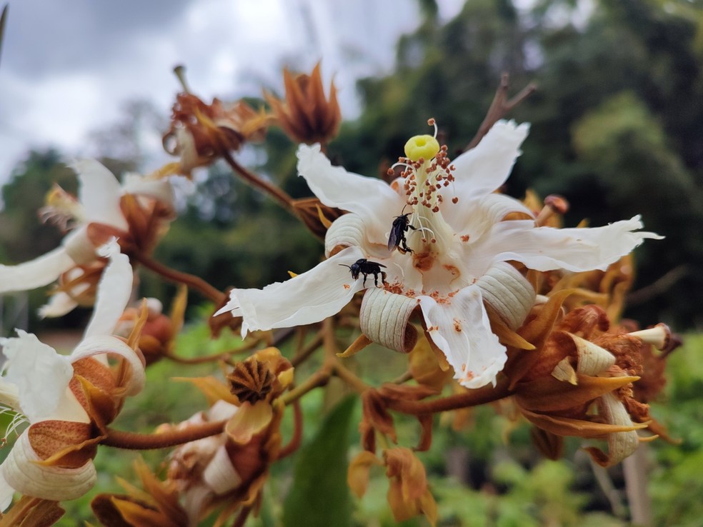 Muda com flores que irá ser plantada em Brumadinho — Foto: Divulgação/UFV