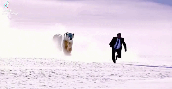 Meme mostra urso polar perseguindo o presidente americano Trump — Foto: Reprodução/X