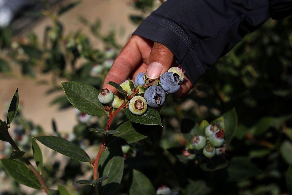 O Peru se tornou, em poucos anos, no maior exportador de mirtilo do mundo — Foto: BBC News fonte