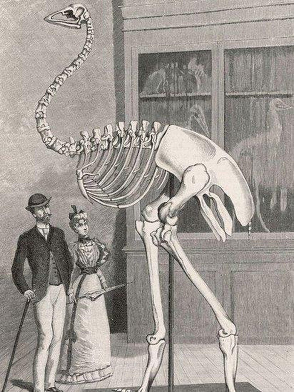 O pássaro-elefante tinha 3m de altura — e fragmentos da casca dos seus ovos estão espalhados pelas praias até hoje — Foto: BBC News fonte