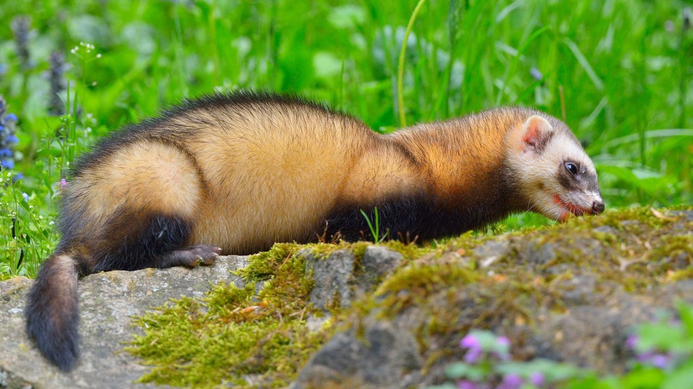 Seus corpos longos e esguios e sua natureza curiosa permitem que eles entrem em buracos e túneis, algo que humanos e muitos cães não conseguem fazer bem — Foto: BBC News fonte