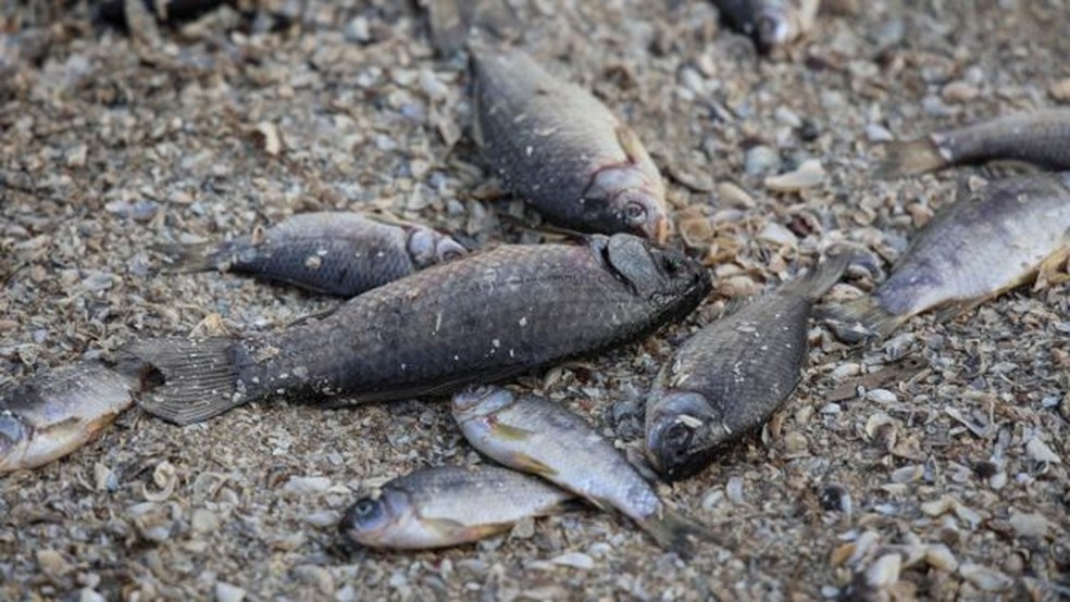 Peixes estão morrendo por conta da poluição após o rompimento da barragem — Foto: REUSTERS via BBC
