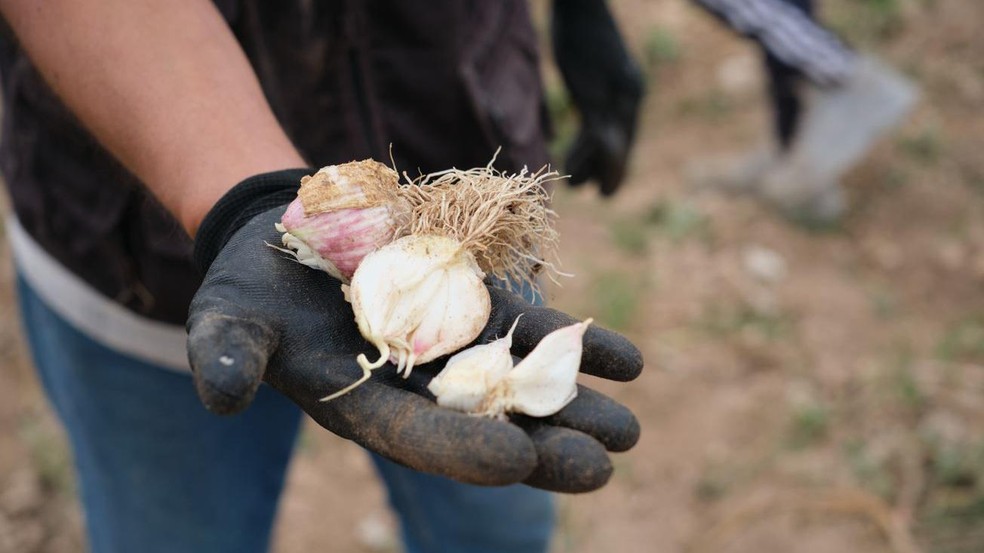 Populações de migrantes levaram o alho da Ásia central para novos lugares durante o século 20 — Foto: BBC News fonte