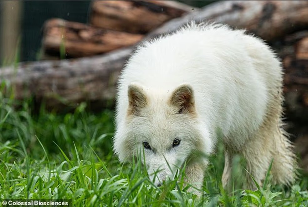 Khaleesi, um dos lobos-terríveis da Colossal Biosciences — Foto: Colossal Biosciences