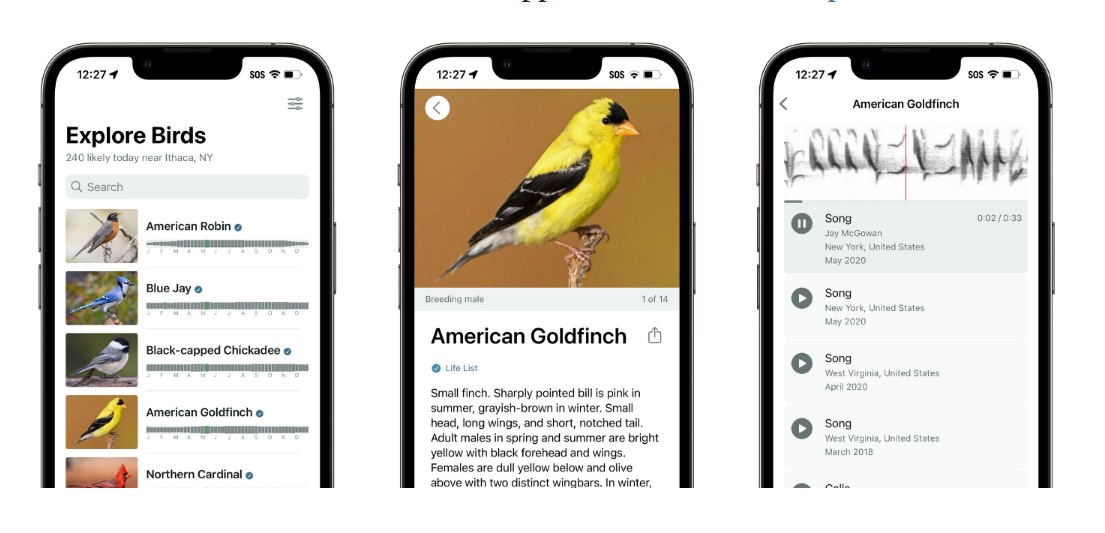 App que usa IA para identificar cantos e espécies de pássaros já tem dezenas de milhões de downloads; conheça o Merlin Bird ID