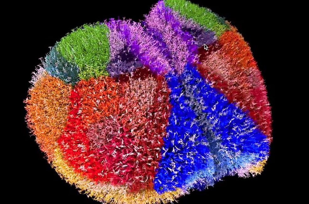 Simulação detalhada de córtex do rato, neurônio por neurônio — Foto: B Isralewitz/K Akira Tamura/K DalL Green/B Herrera/TYamazak/A Arkhipov