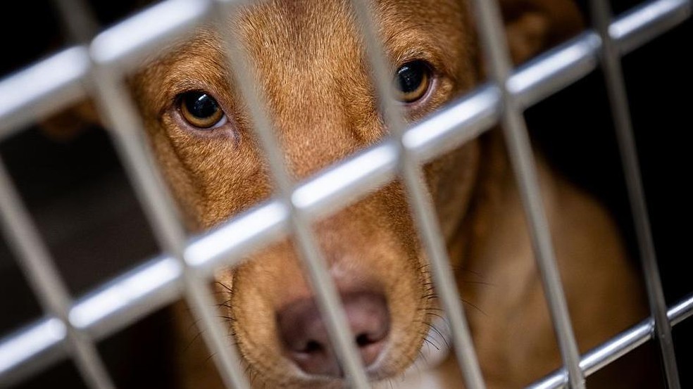 Tortura e assassinato de animais acontecem diariamente, diz delegada — Foto: BBC News fonte