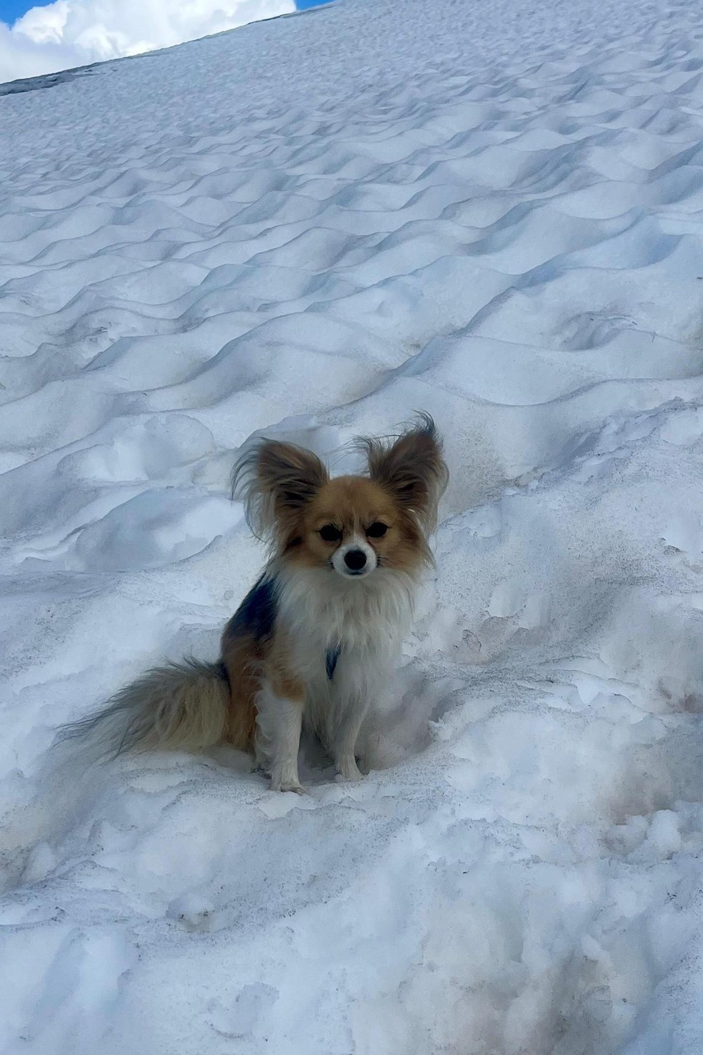 Quando o helicóptero pousou, o vento das hélices arremessou Filip para trás — Foto: BBC News fonte