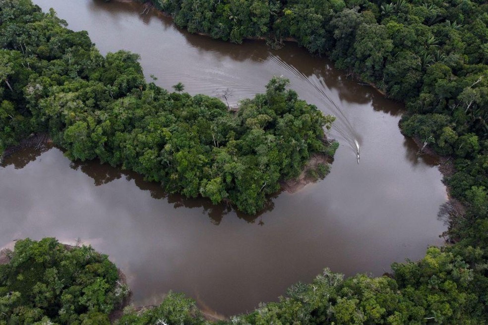 A destruição da Amazônia continua: ainda há tempo para salvá-la?