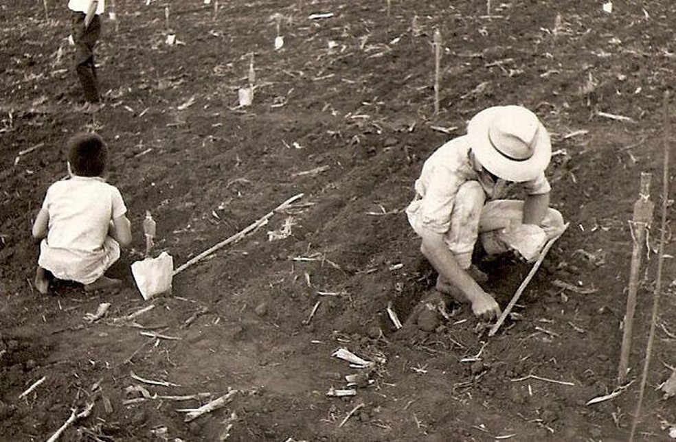 Plantio de feijão em Taquarituba no anos 1960 — Foto: BBC News fonte