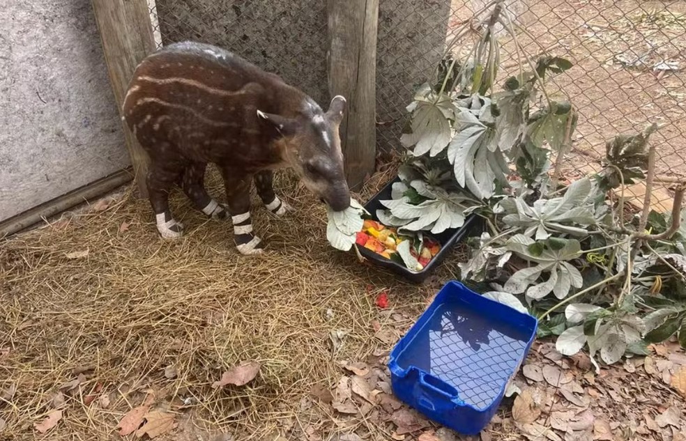 Melancia está tendo boa recuperação, dizem especialistas — Foto: Onçafari