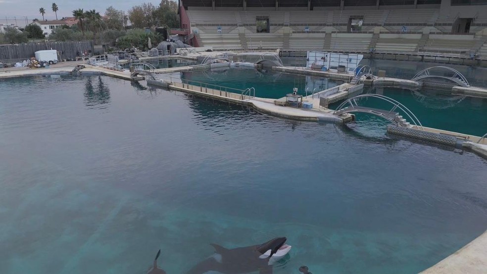 Keijo nasceu no Marineland, mas muitos parques encerraram seus programas de criação de animais — Foto: BBC News fonte