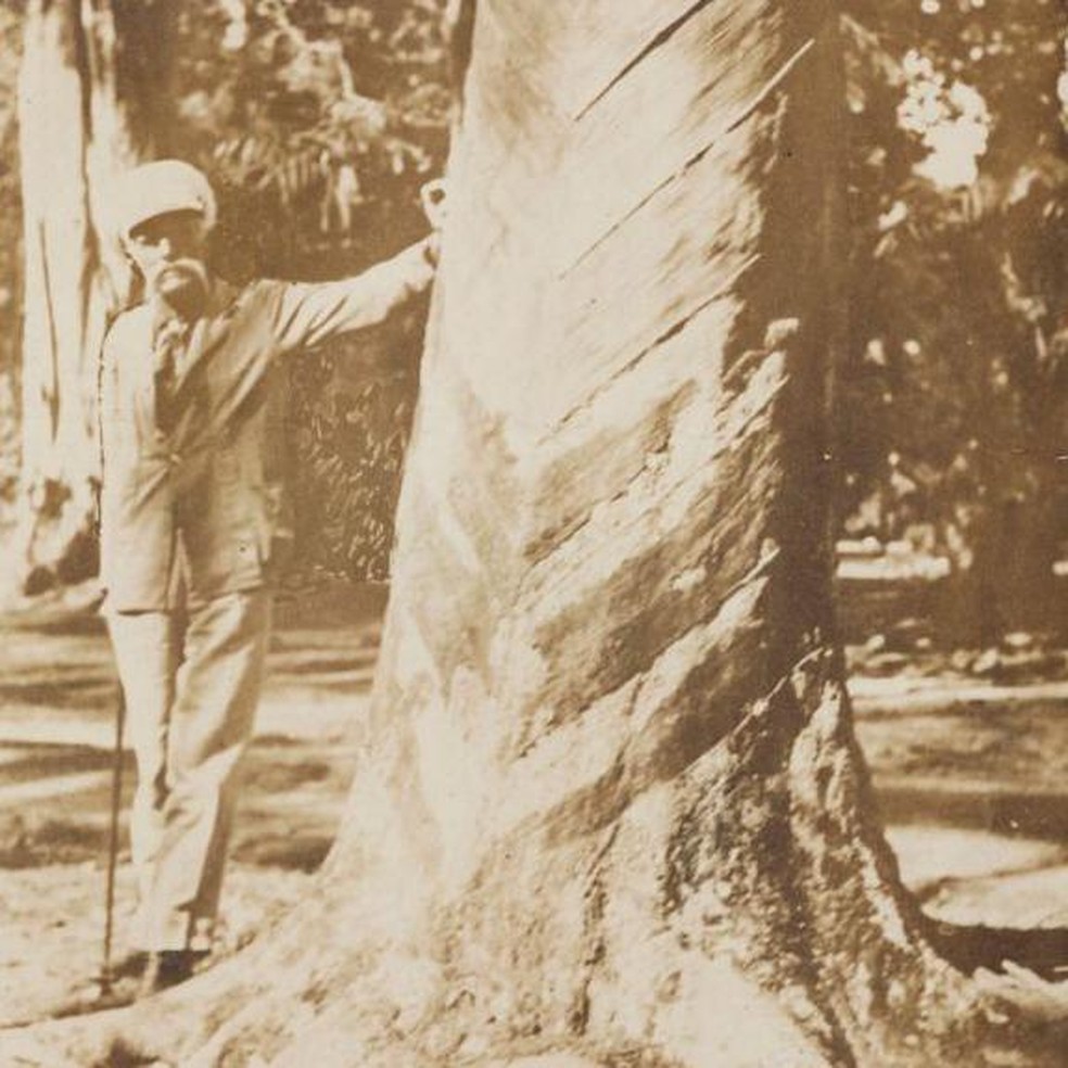 Wickham ao lado de uma seringueira plantada a partir de semente levada por ele da  Amazônia — Foto: BBC News fonte
