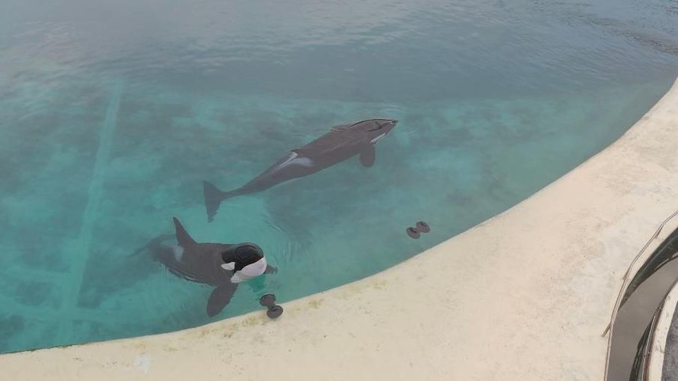 As orcas Wikie e Keijo nunca souberam o que é a vida sem apresentações até o fechamento do parque — Foto: BBC News fonte