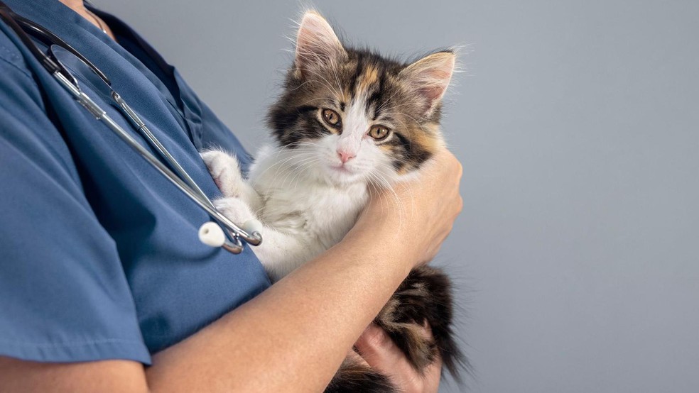 O câncer é uma das principais causas de doenças em gatos — Foto: BBC News fonte